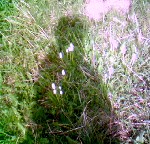 Фото Попова Елена Владимировна